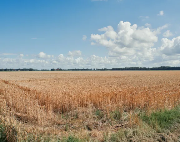 Grass Field