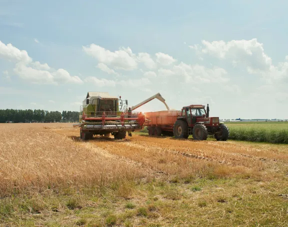 Wheat field with red tractor