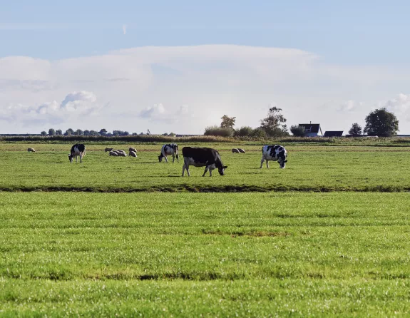 Cows Landscape grasslands