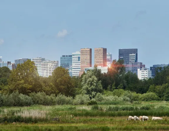 Grass field with Zuidas skyline